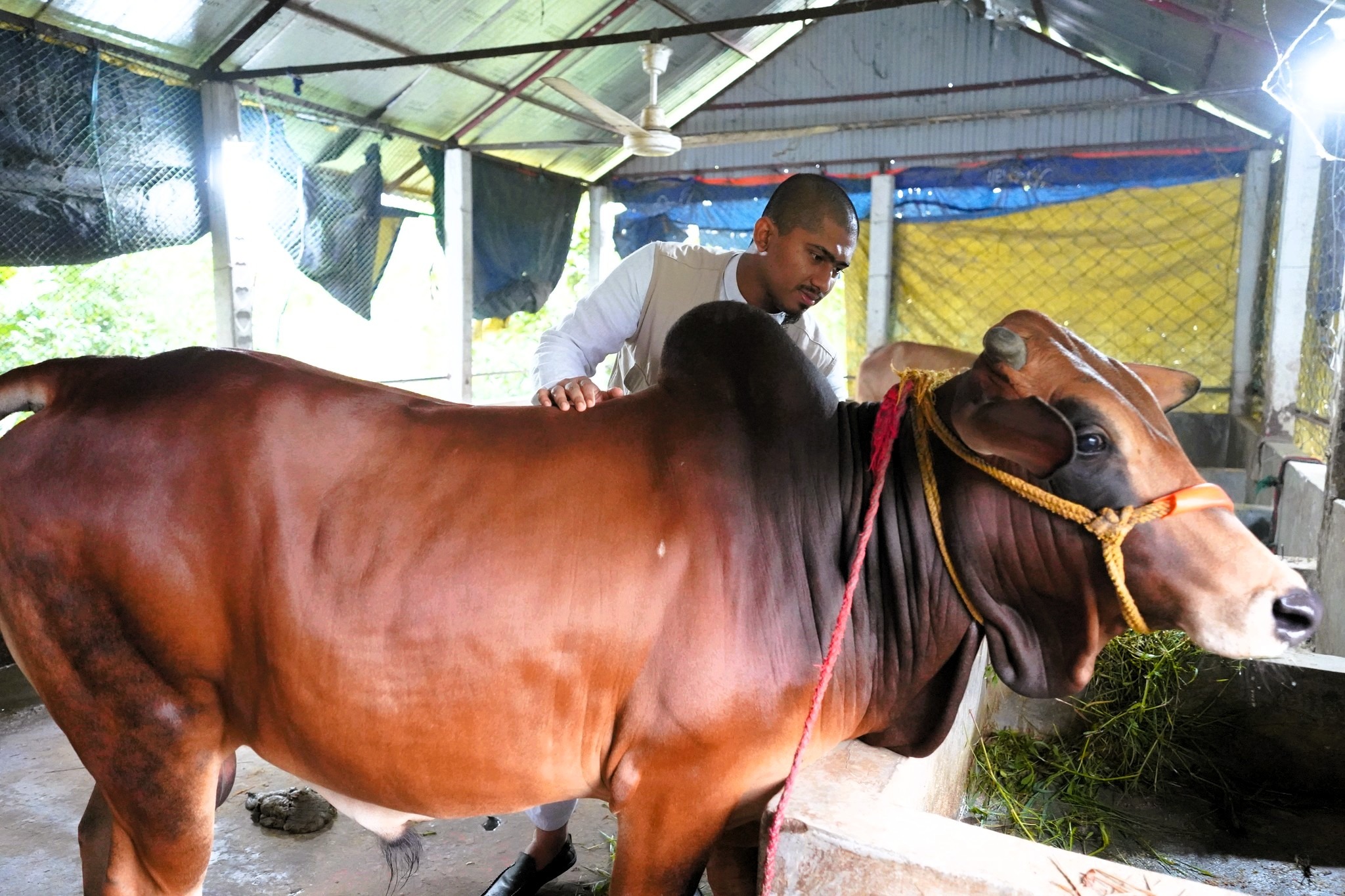 qurbani-20-5-2025 (6)