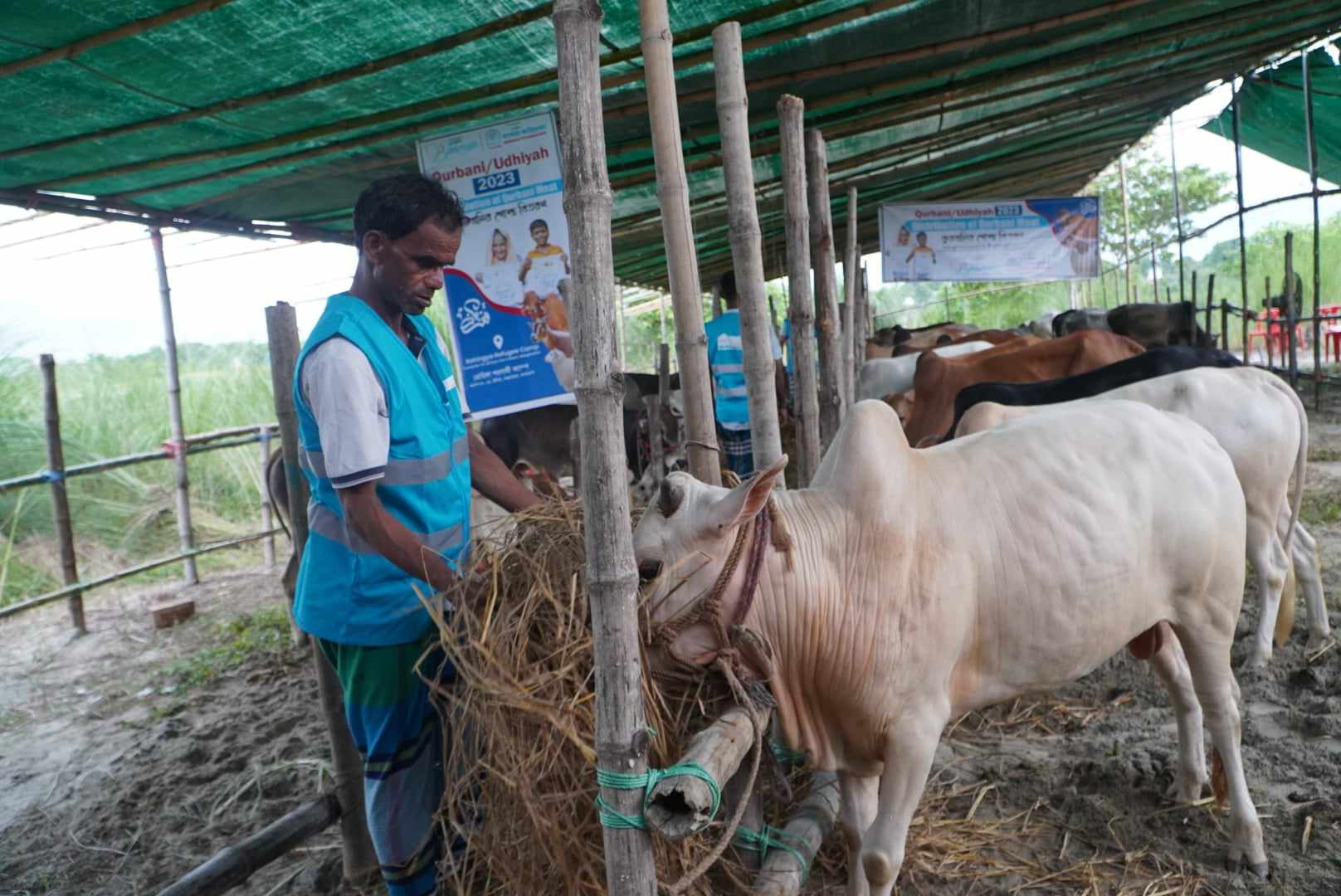 Rules of Cow Qurbani
